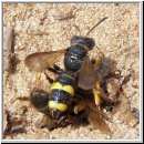 Cerceris rybyensis - Knotenwespe 14 mit Furchenbiene.jpg